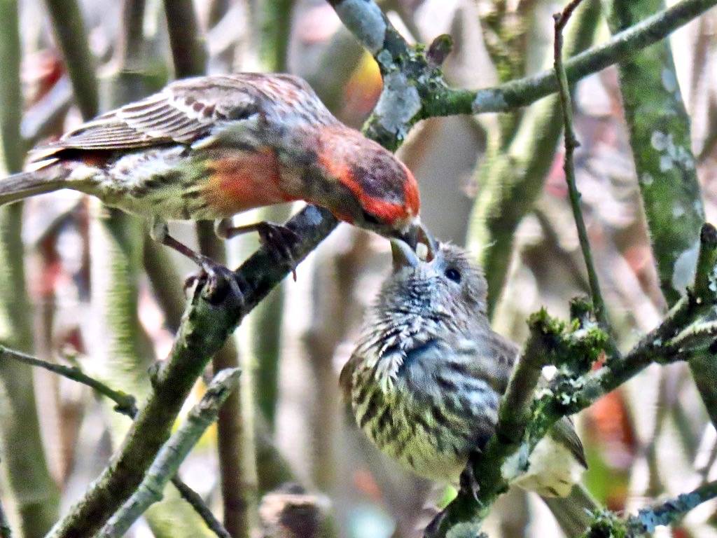 House Finch by Birdman of Beaverton is licensed under CC BY-SA 2.0